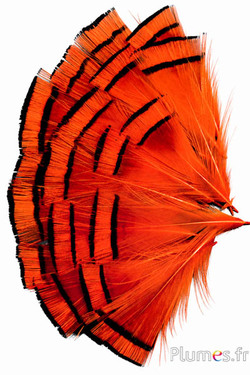 Goudfazant - 4-6 cm - goudoranje-oranje